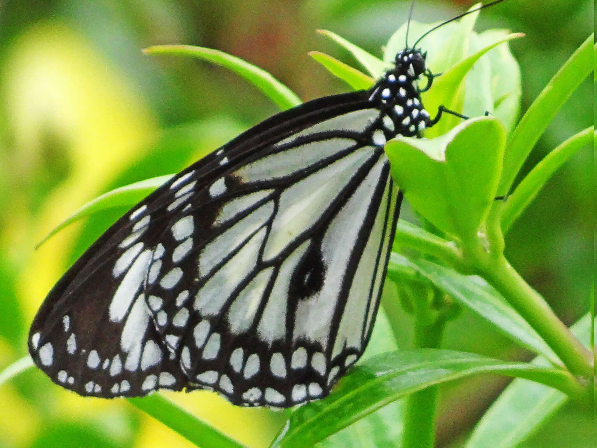 Image de Danaus (Anosia) melanippus subsp. edmondii Bougaunville 1837