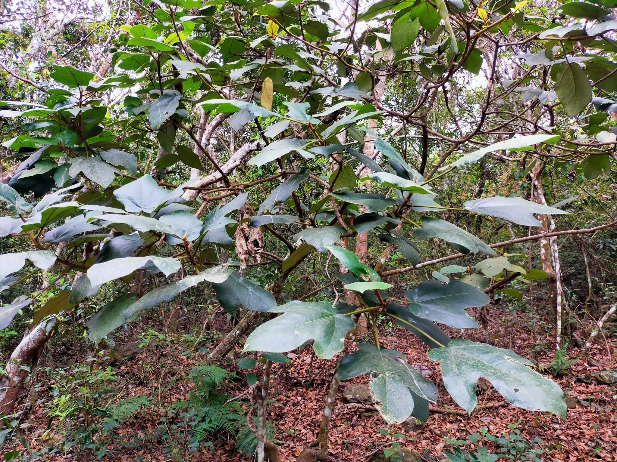 Image of Ficus triloba Buch.-Ham. ex Wall.