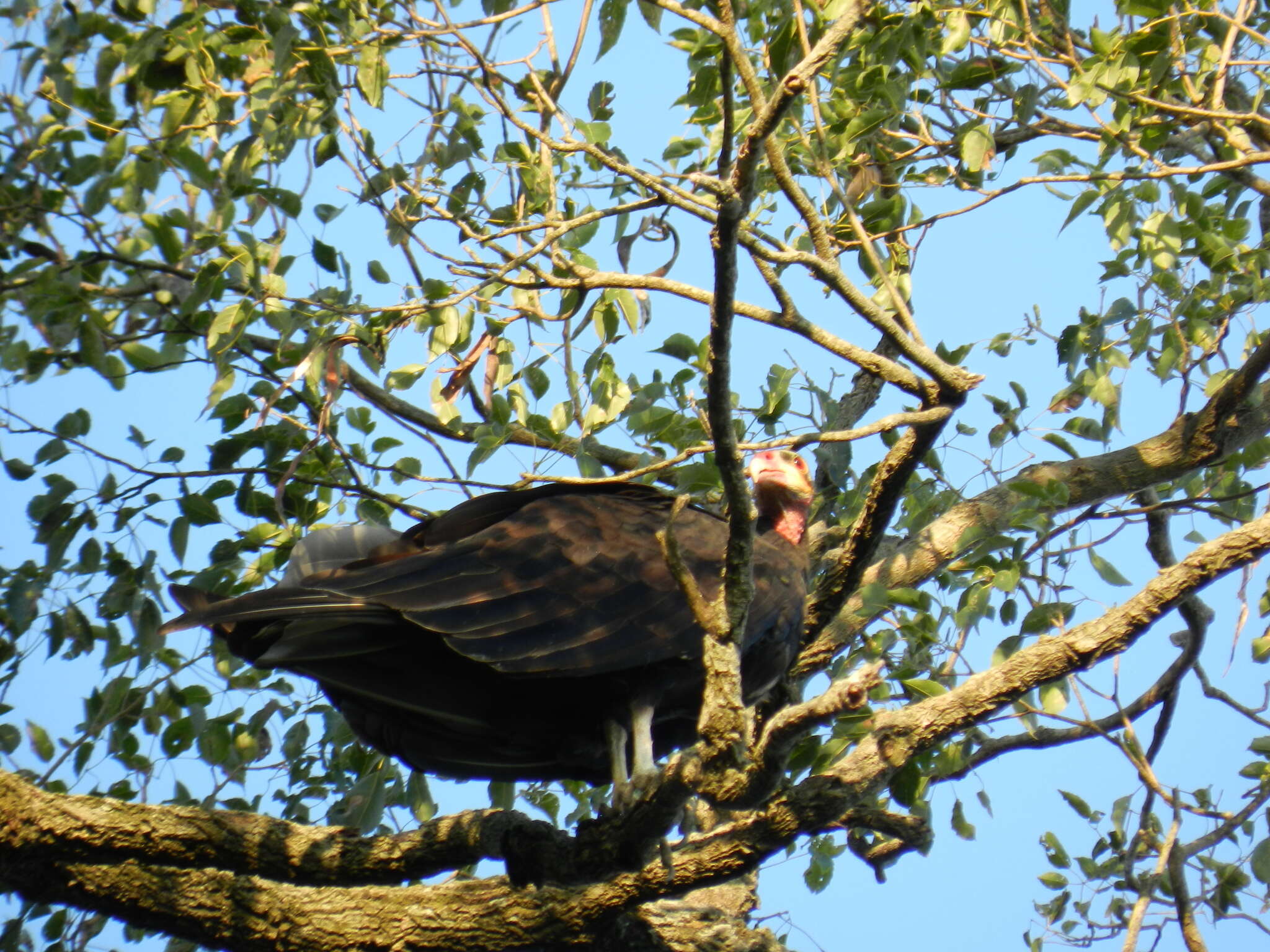 Image of Lesser Yellow-headed Vulture