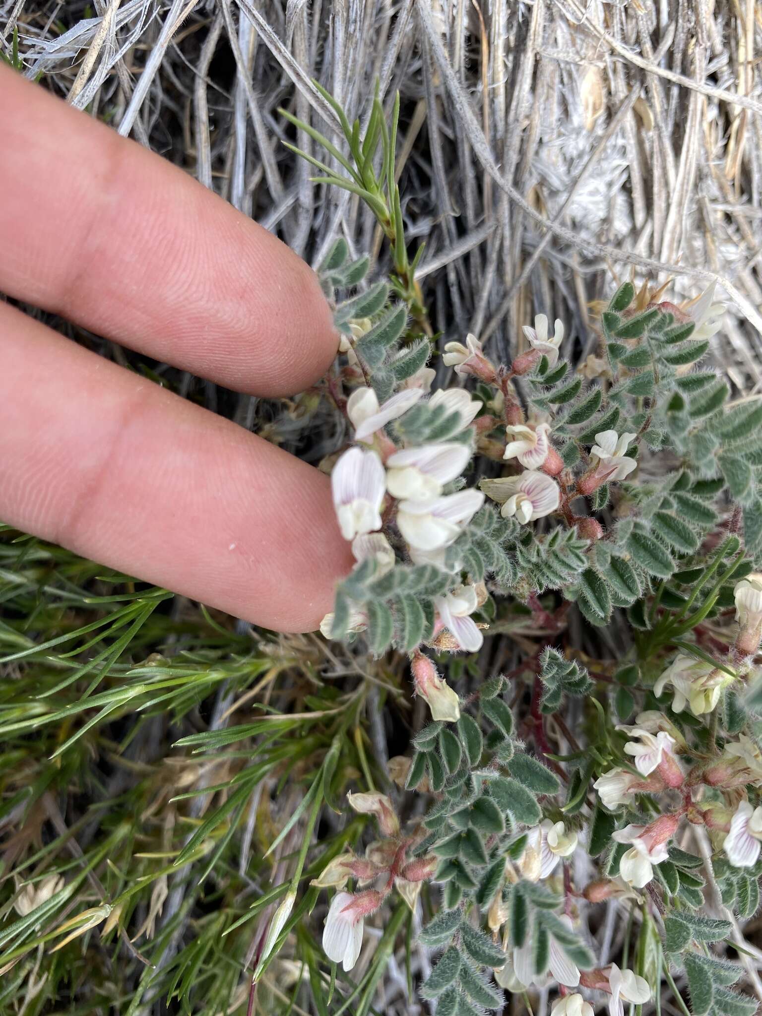 Image of Ames' milkvetch