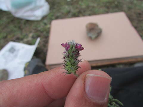 Plancia ëd Dalea humilis G. Don