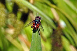 Image of Austalis copiosa (Walker 1852)