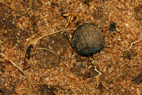 Image of Gynopeltis cryptospila (Walker & F. 1868)