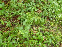 Image of purple meadowparsnip