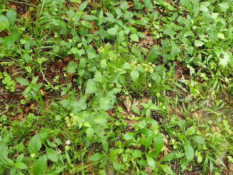 Image of purple meadowparsnip