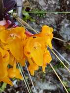 Image of Epidendrum hemiscleria Rchb. fil.