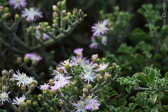 Imagem de Mesembryanthemum articulatum Thunb.