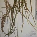 Sivun Arctagrostis arundinacea (Trin.) Beal kuva