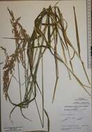 Image of wideleaf polargrass