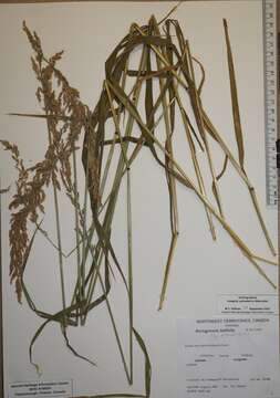 Слика од Arctagrostis arundinacea (Trin.) Beal