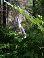 Aconitum volubile var. pubescens Regel的圖片