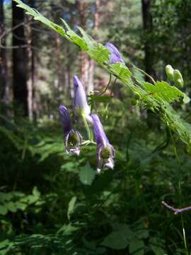 Aconitum volubile var. pubescens Regel的圖片