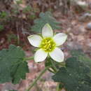 Image of Eucnide durangensis H. J. Thompson & A. M. Powell