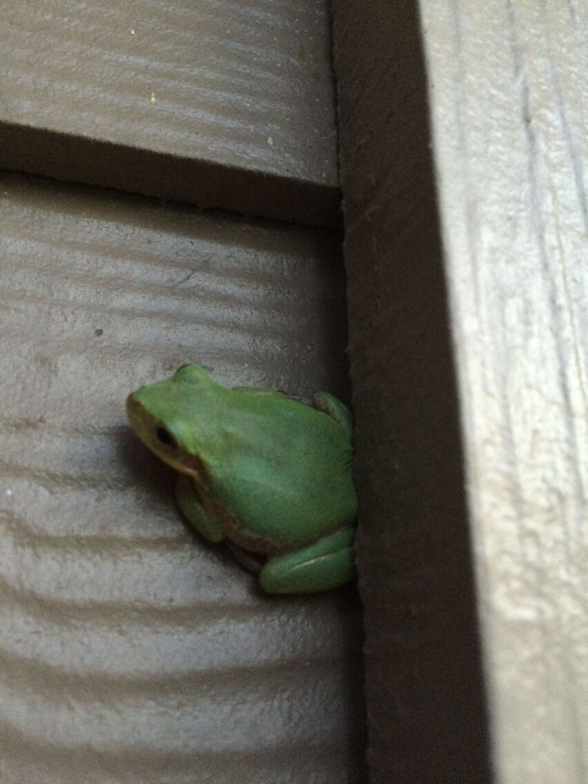 Image of American Green Treefrog