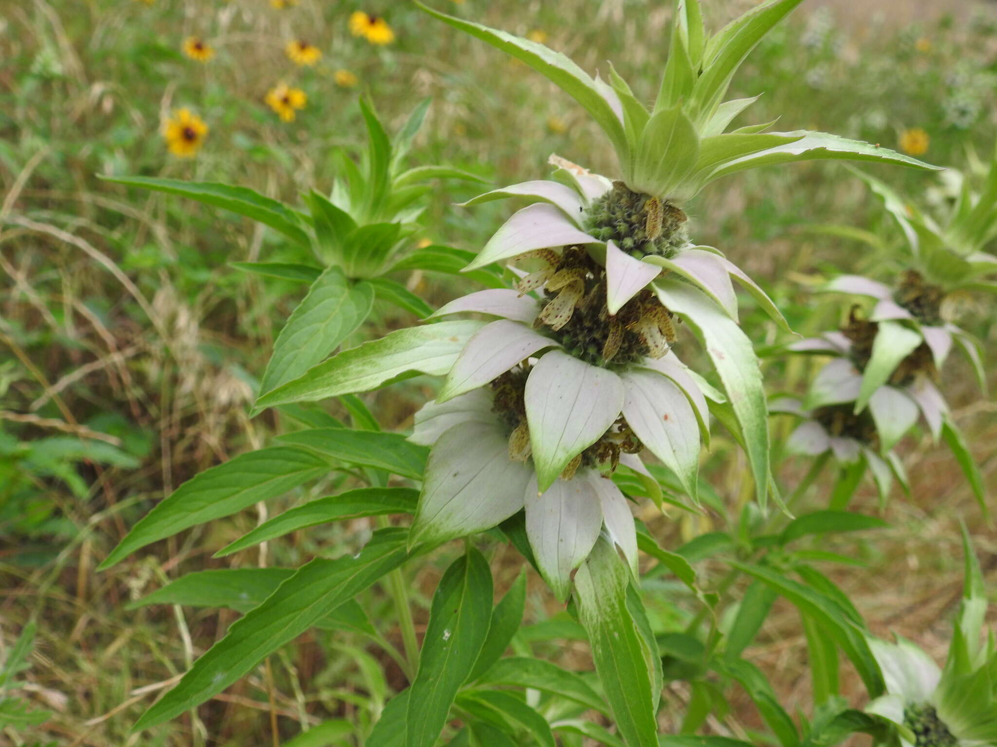 Imagem de Monarda punctata var. punctata