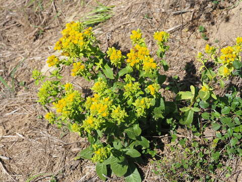 Imagem de Pentanema bifrons (L.) D. Gut. Larr., Santos-Vicente, Anderb., E. Rico & M. M. Mart. Ort.