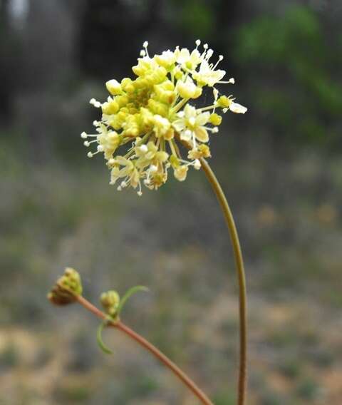 Imagem de Trachymene ochracea L. A. S. Johnson