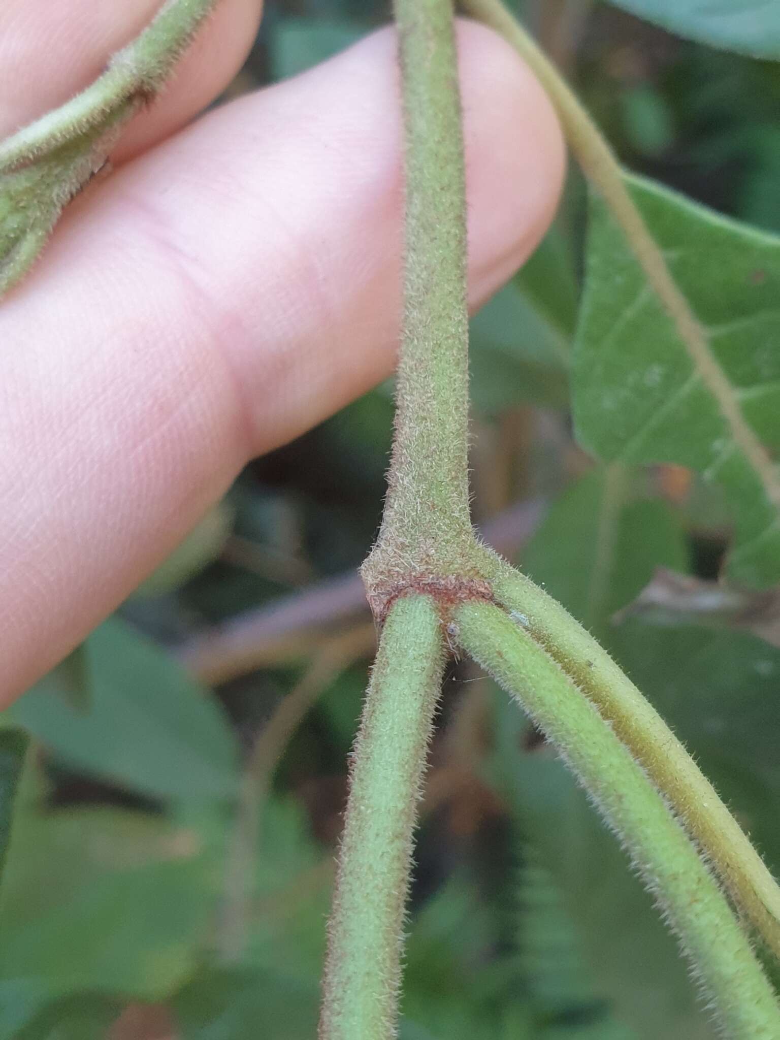 Image of Hairy Psychotria