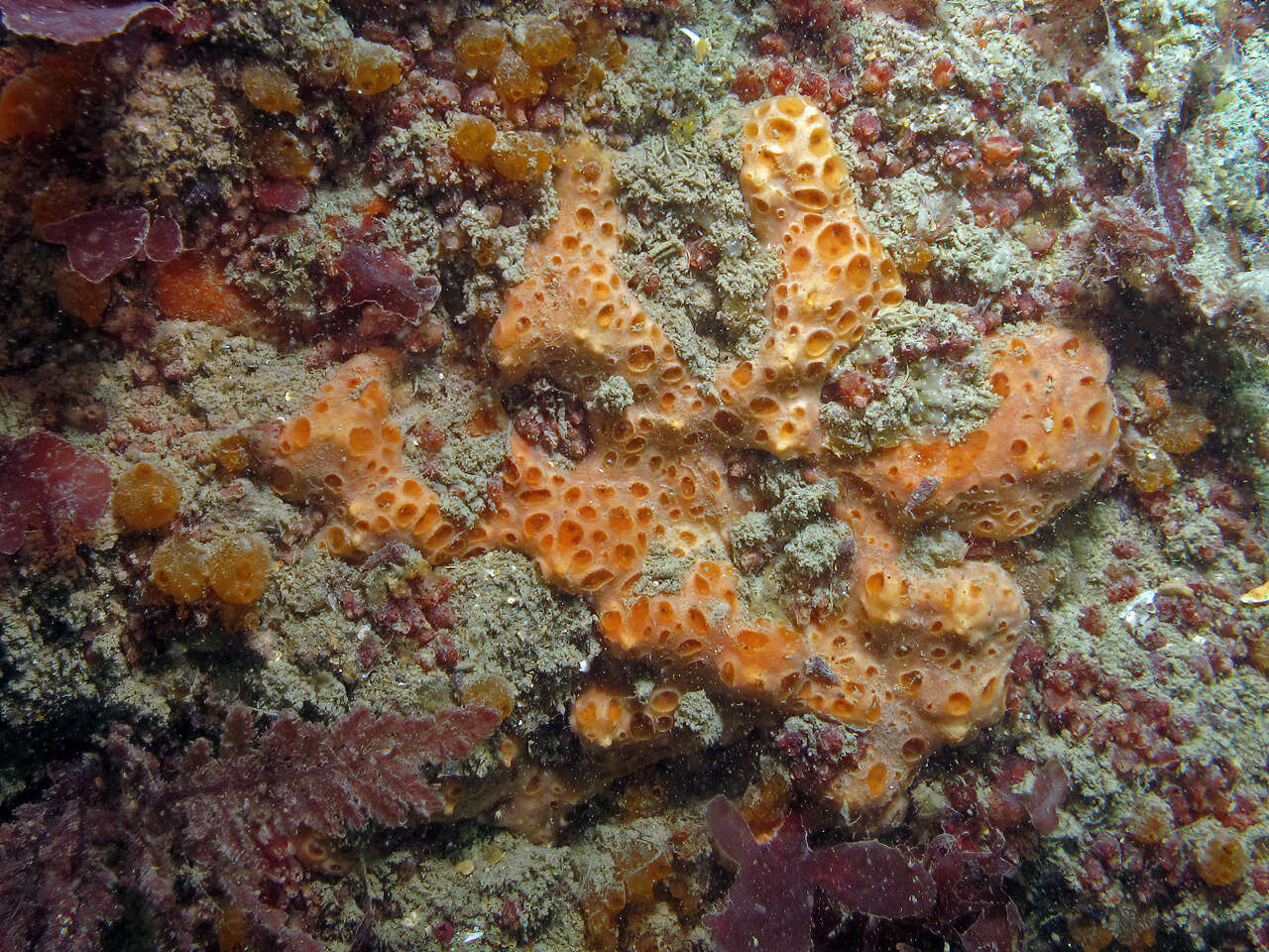 Image of crater sponge