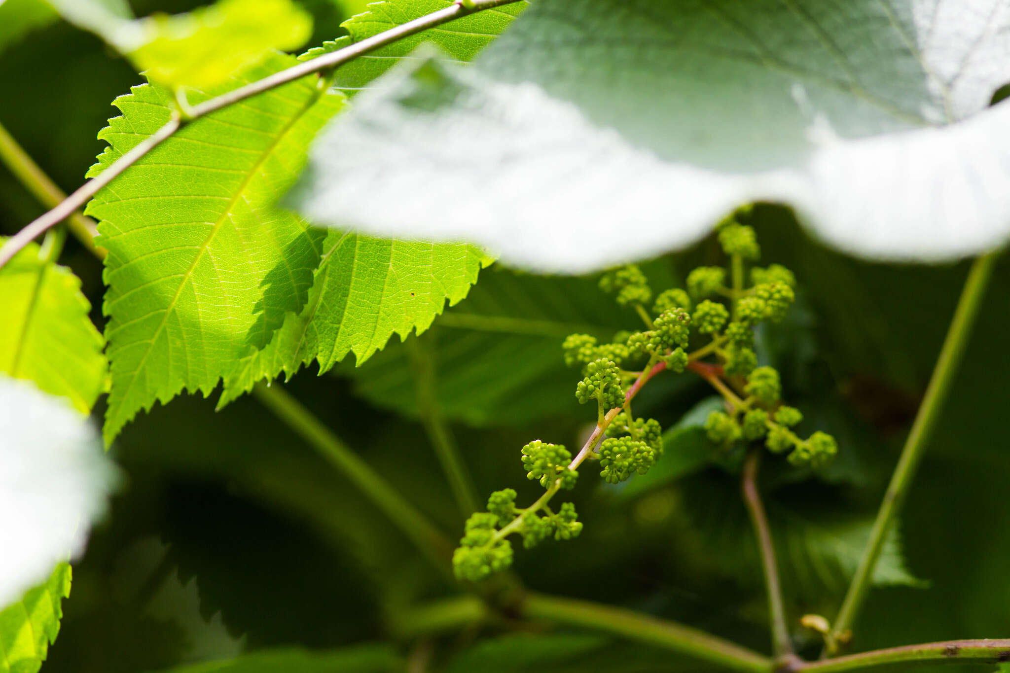 Imagem de Vitis rotundifolia Michx.