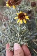 Image of Texas blueweed