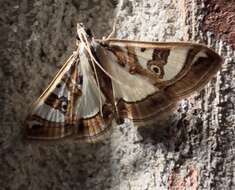 Image of Moth