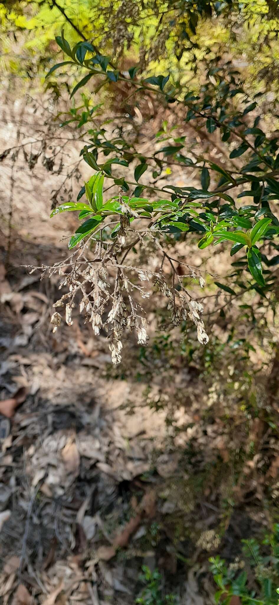 Plancia ëd Cassinia subtropica F. Müll.