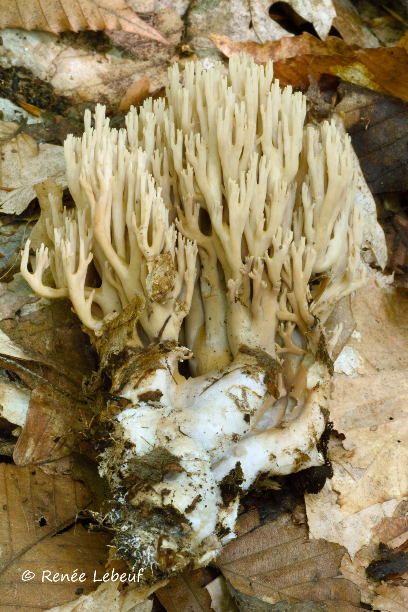 Ramaria fennica (P. Karst.) Ricken 1920的圖片