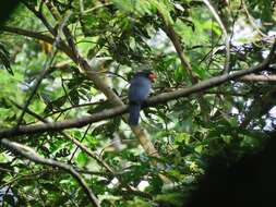 Image of Black-fronted Nunbird