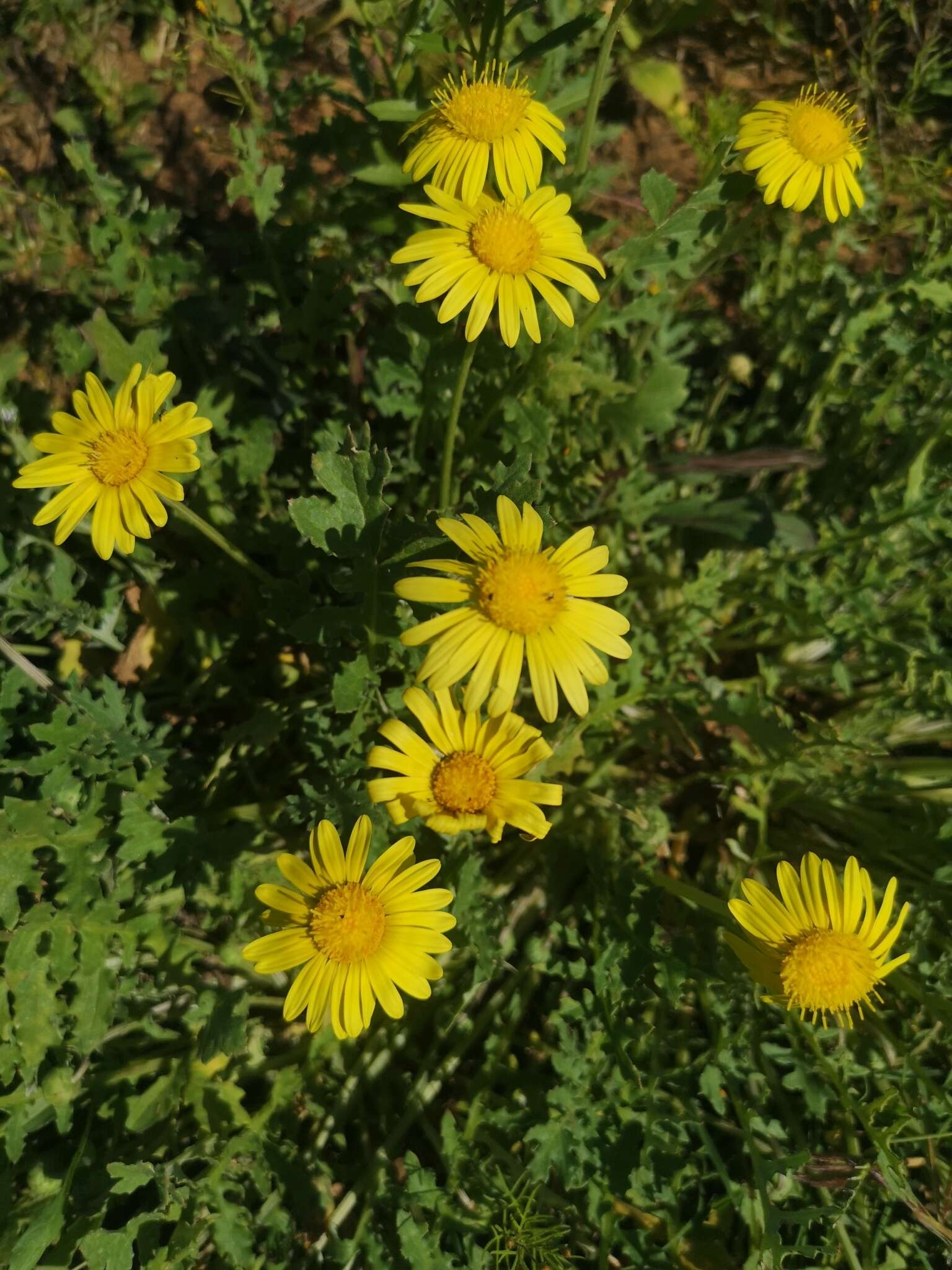 Image of Arctotis arctotoides (L. fil.) O. Hoffm.