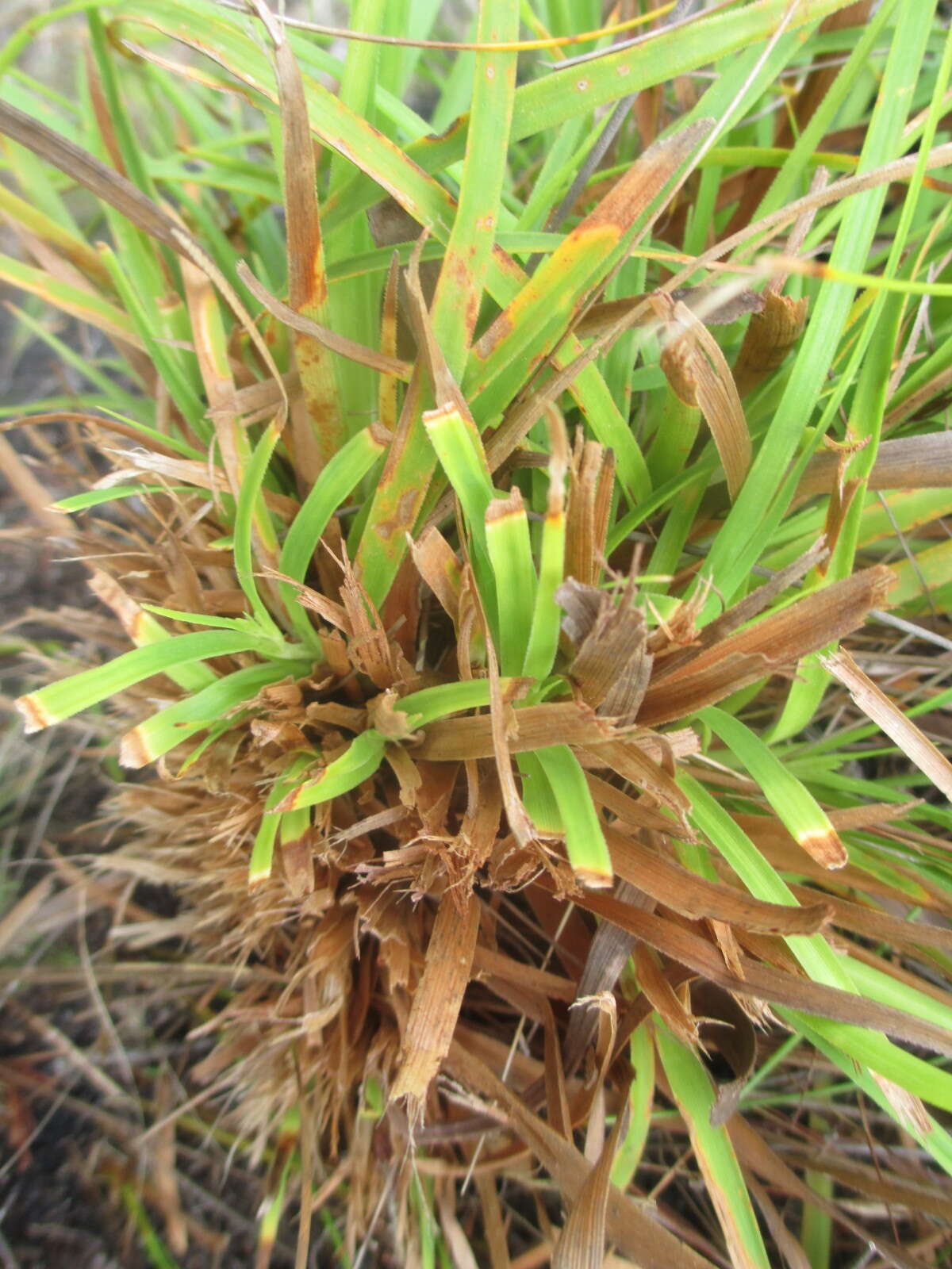 Слика од Capeobolus brevicaulis (C. B. Clarke) Browning