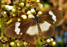 Image of Acraea aganice aganice