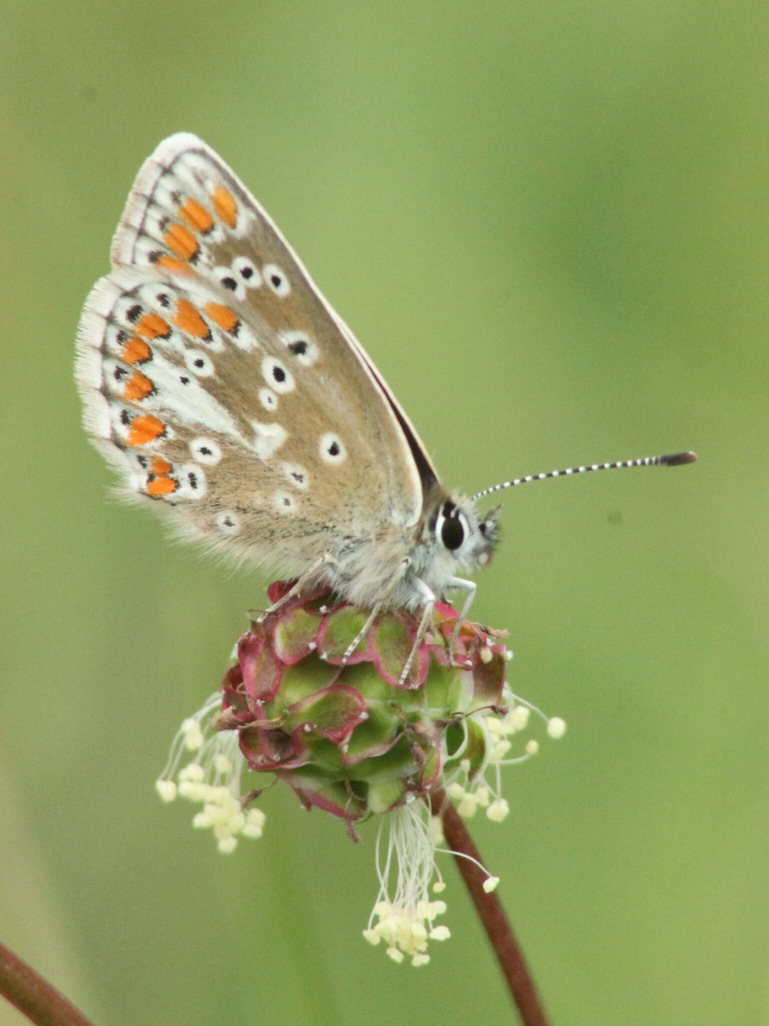 Image of <i>Aricia artaxerxes</i> (Fabricius 1793)