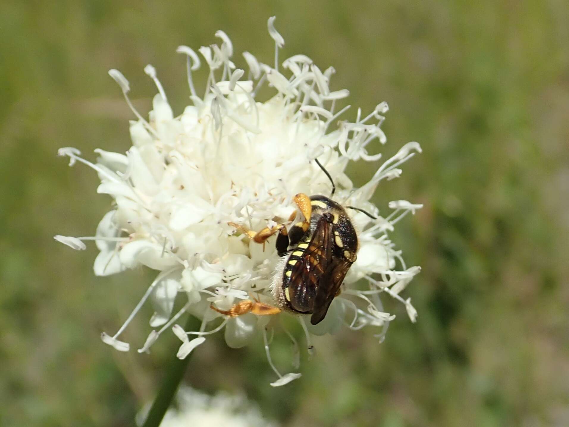 Trachusa interrupta (Fabricius 1781)的圖片