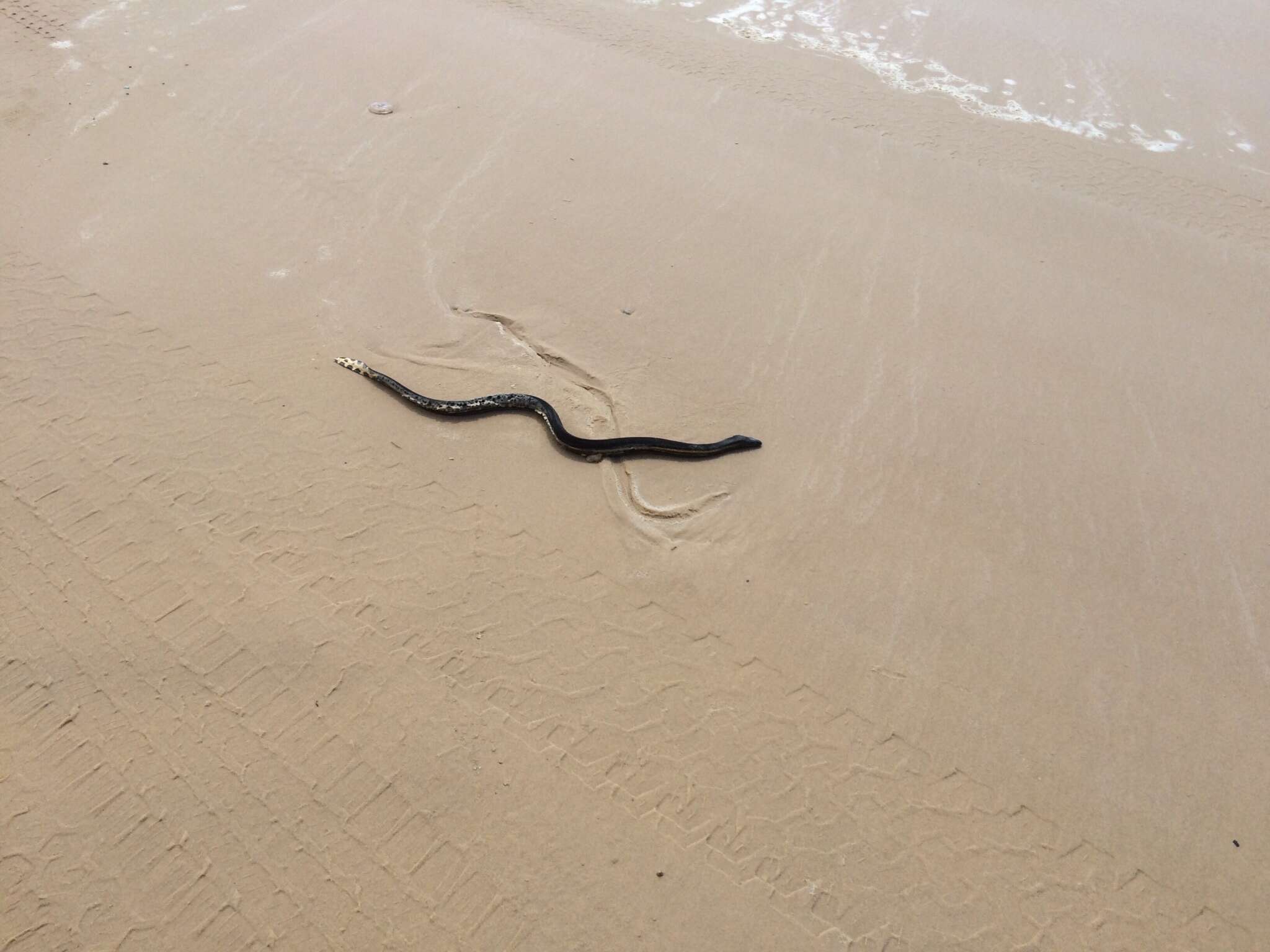 Image de Pélamide ou Serpent marin noir et jaune