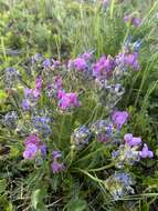 Image of boreal locoweed