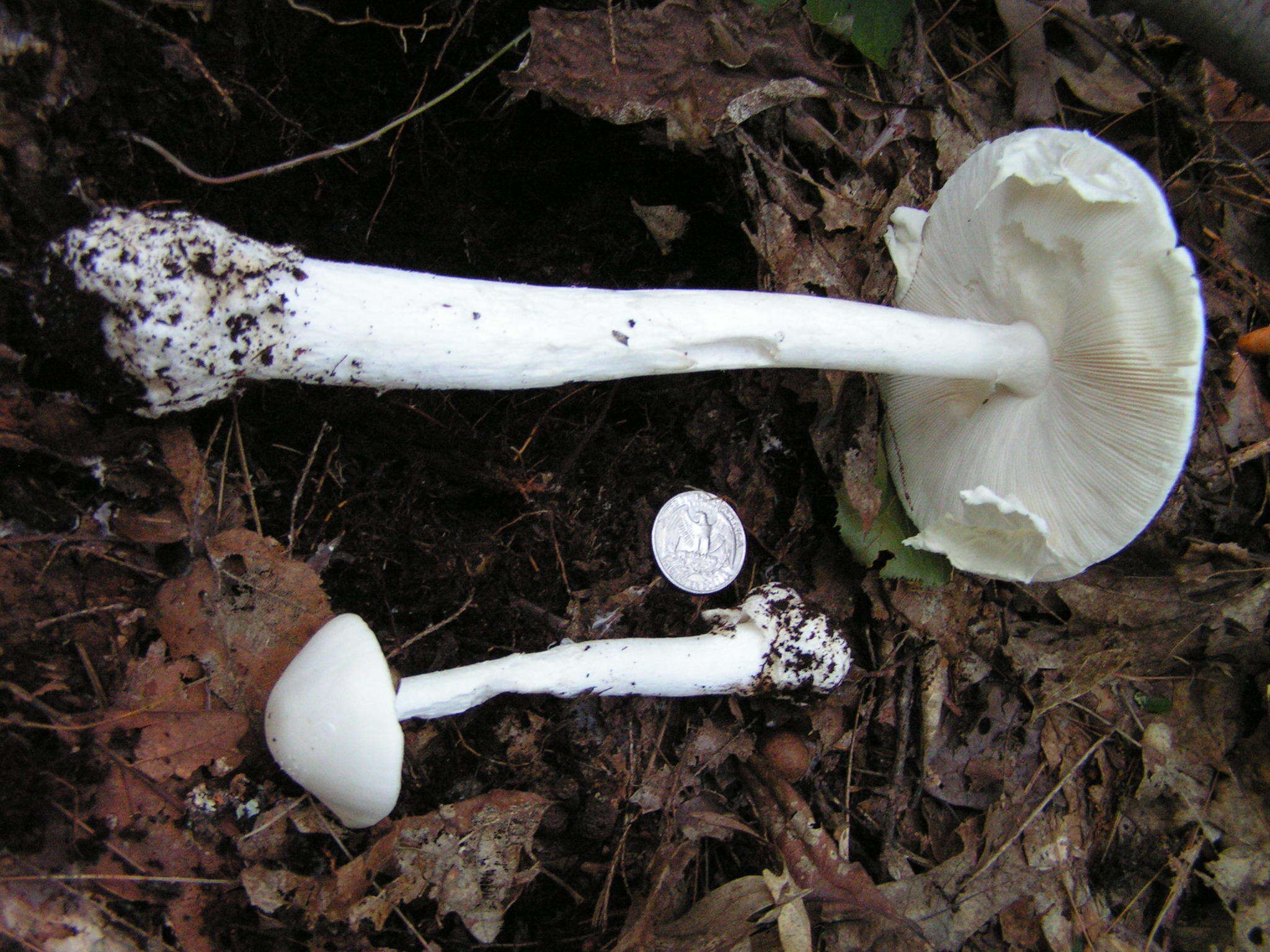 Image of Amanita bisporigera G. F. Atk. 1906