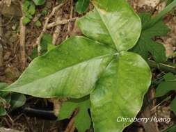 Arisaema ringens (Thunb.) Schott的圖片