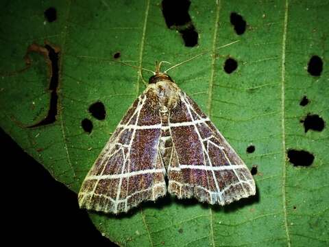 Image of Bertula crucialis Felder