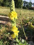 Image de Verbascum thapsus subsp. thapsus