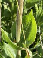 Image of stickystem penstemon