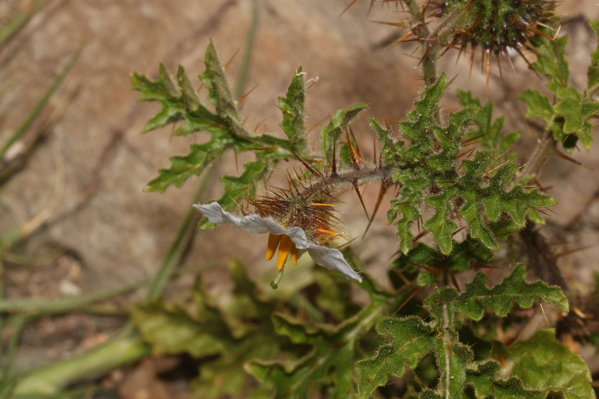 Image of sticky nightshade