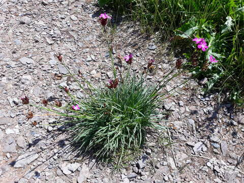 صورة Dianthus carthusianorum L.