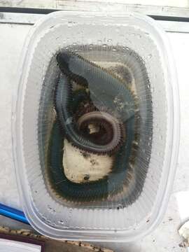 Image of clam worm