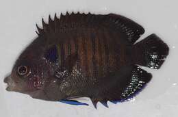 Image of Bluefin Dwarf