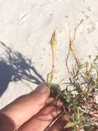 Sivun Oenothera hartwegii subsp. filifolia (Eastw.) W. L. Wagner & Hoch kuva