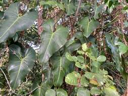 Image of heartleaf philodendron