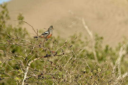 Image of Peruvian Plantcutter