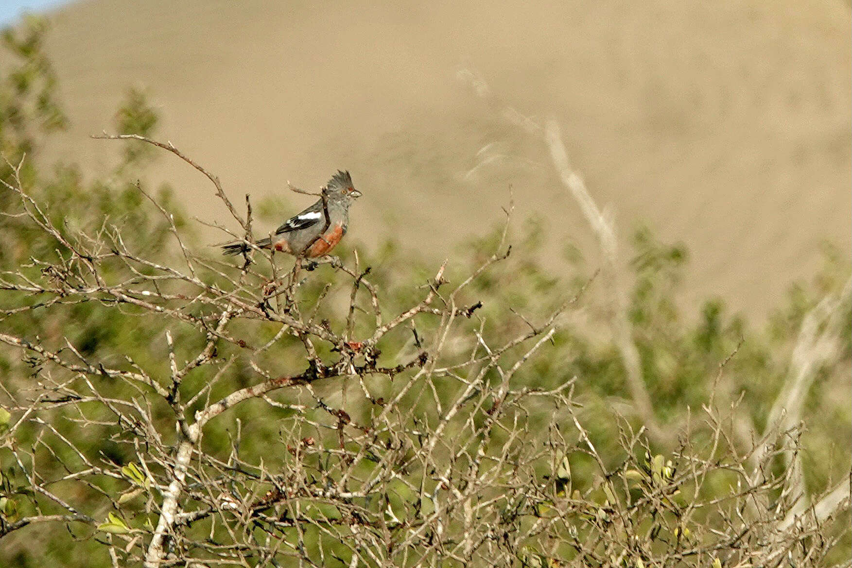 Image de Rara du Pérou