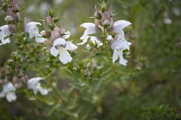 Imagem de Prostanthera striatiflora F. Muell.